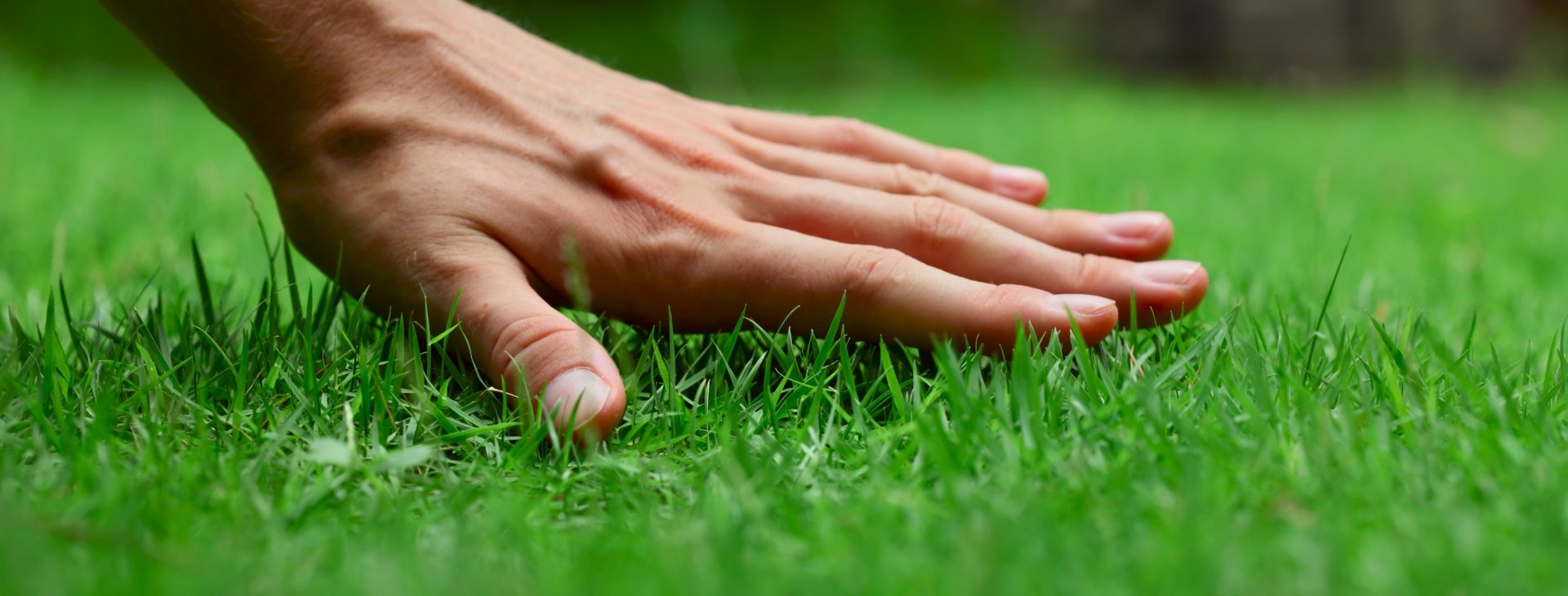 Your lawn and landscape
the way that it should be