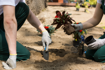 Flowerbed Maintenance